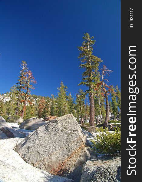 Mountain forest in spring