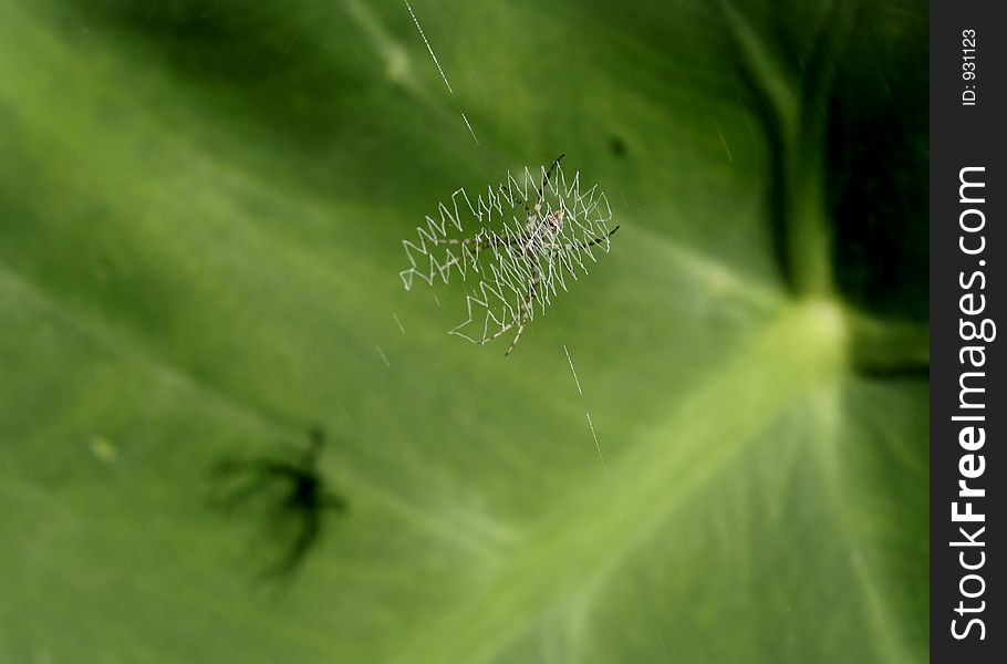 Spider caught in a spider web