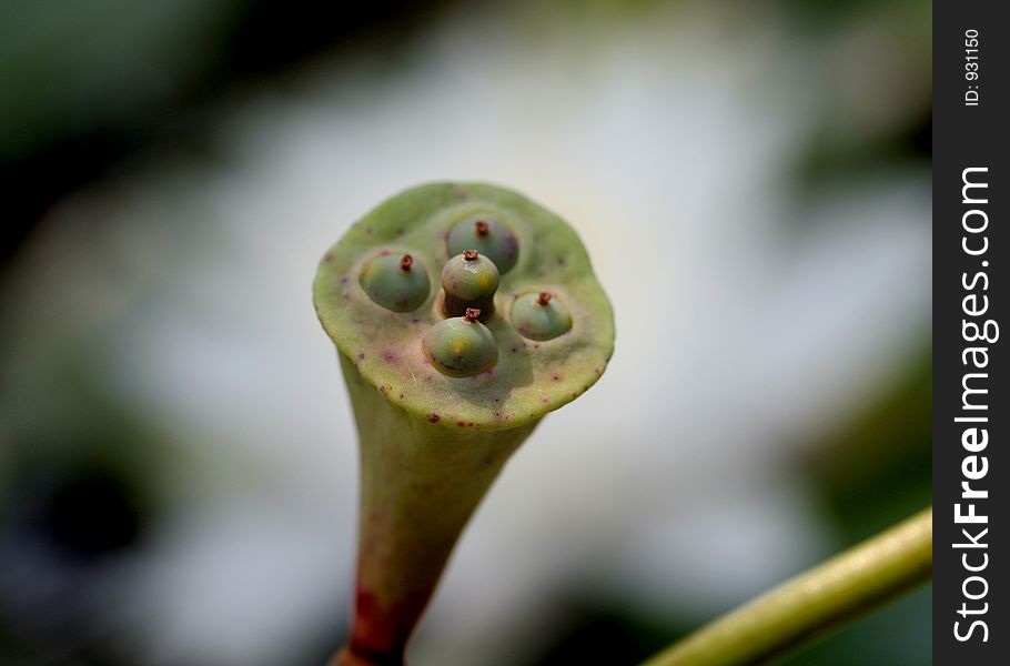 Water lotus pod