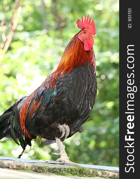 Rooster at Magnolia garden in Charleston South Carolina. Rooster at Magnolia garden in Charleston South Carolina.