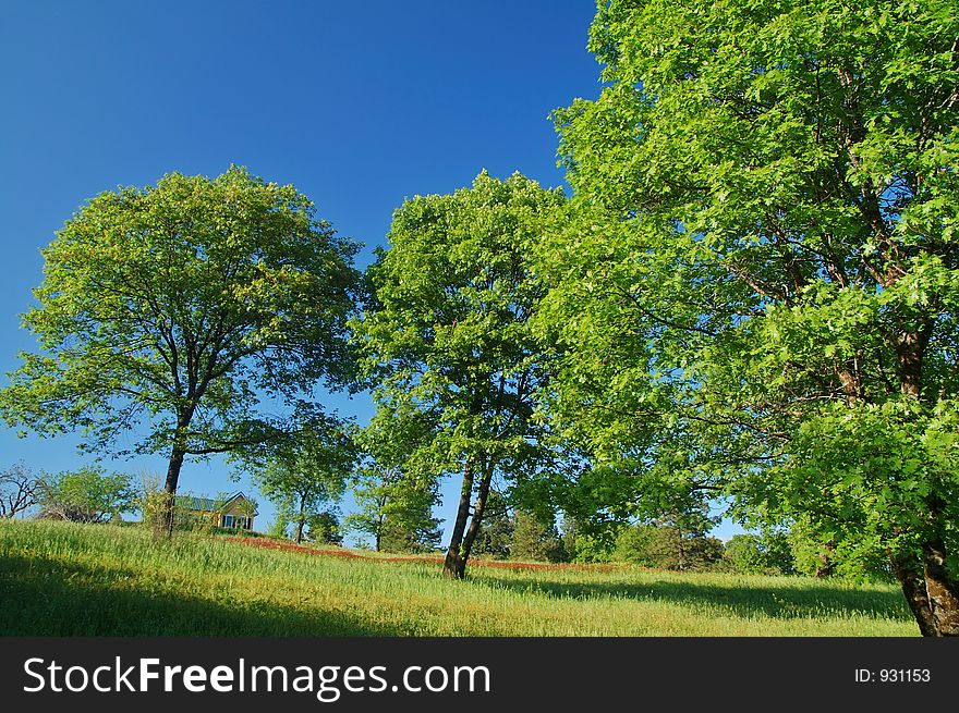 Rural springtime landscape. Rural springtime landscape