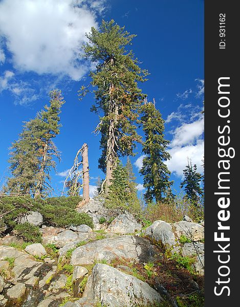 Mountain Forest In Spring