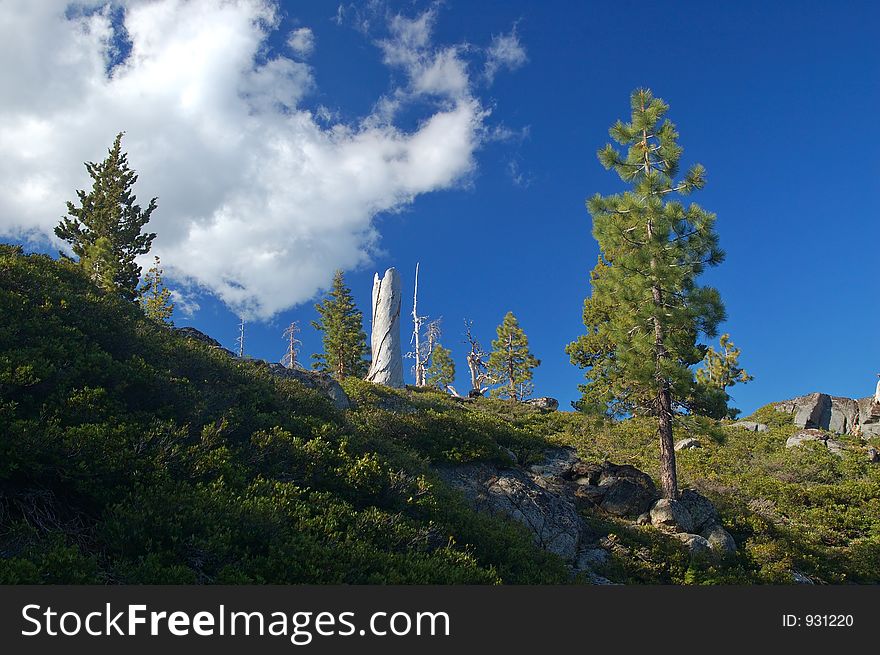 Mountain Forest In Spring