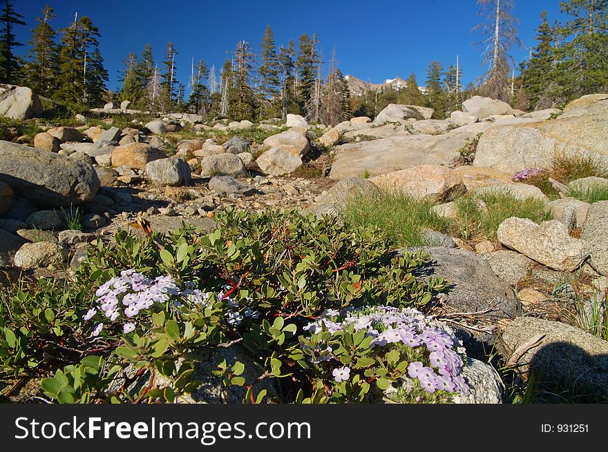 Mountain Forest In Spring