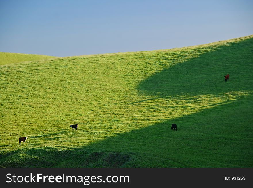 Cattle grazing in an afternoon field in a farming area. Cattle grazing in an afternoon field in a farming area