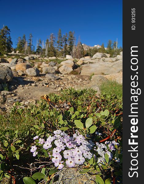 Northern Sierra Nevada mountain range, California, in spring. Northern Sierra Nevada mountain range, California, in spring