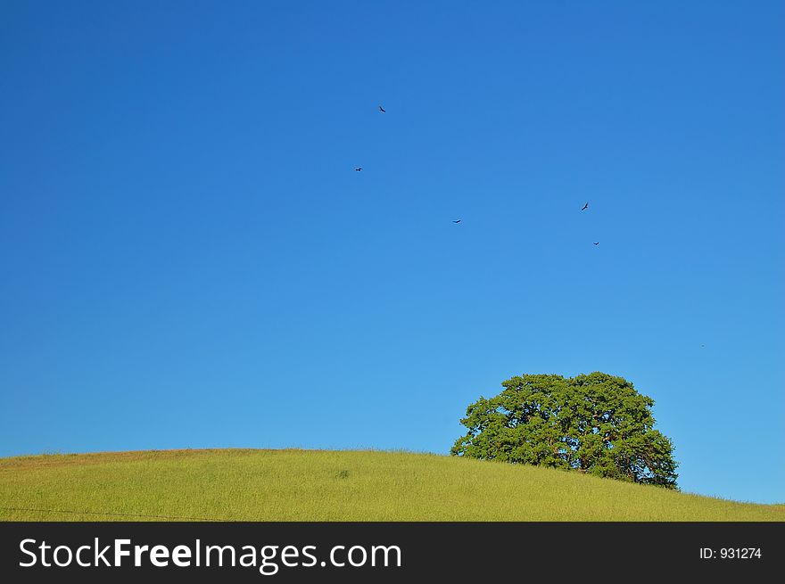 Verdant Spring Landscape