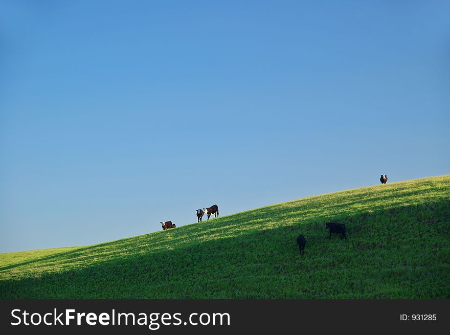 Cattle on the hillside