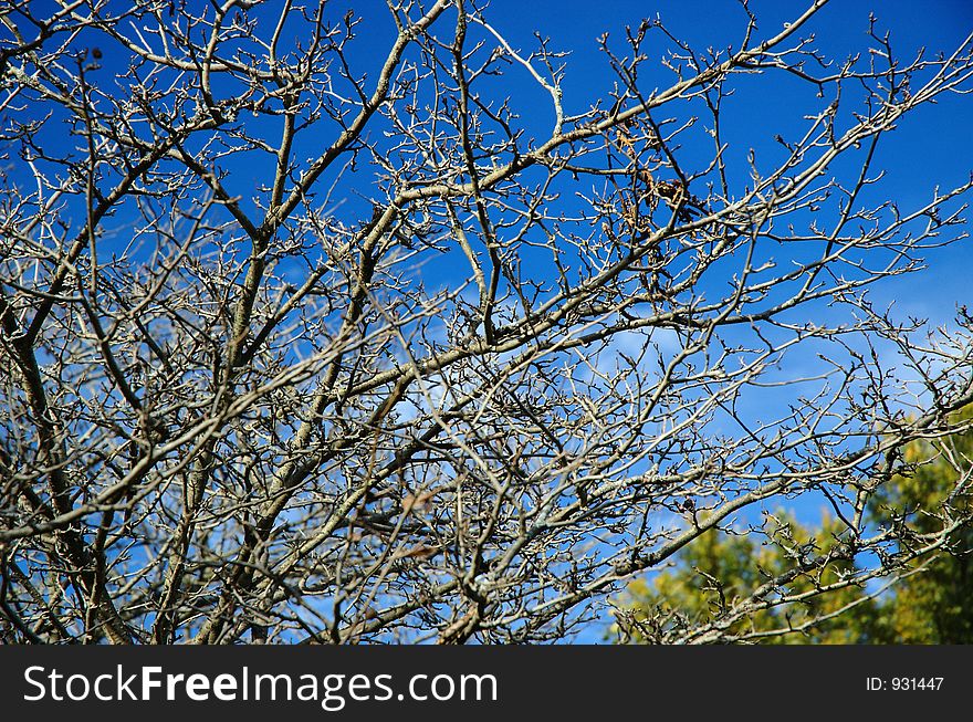 Naked branches of a tree.