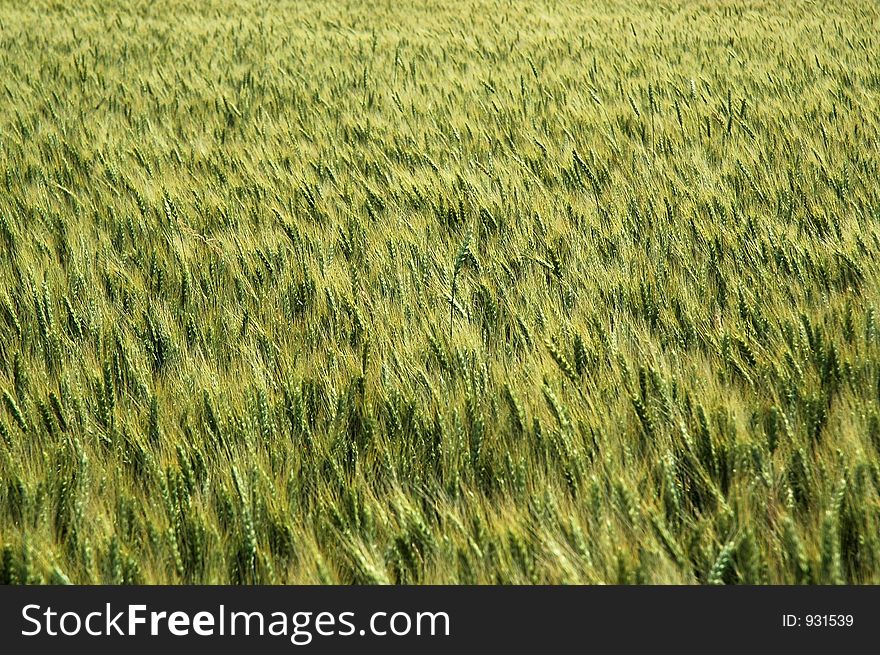 A field of wheat in late June. A field of wheat in late June.