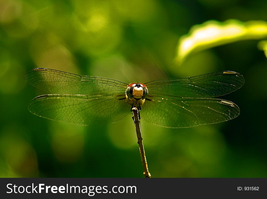 Dragonfly at rest