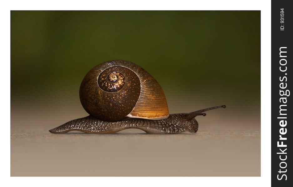 Snail on the ground, hurry up!. Snail on the ground, hurry up!