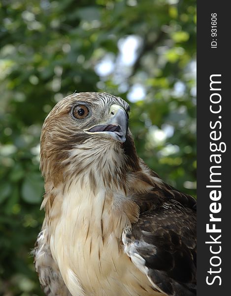 Swainson's Hawk. Swainson's Hawk