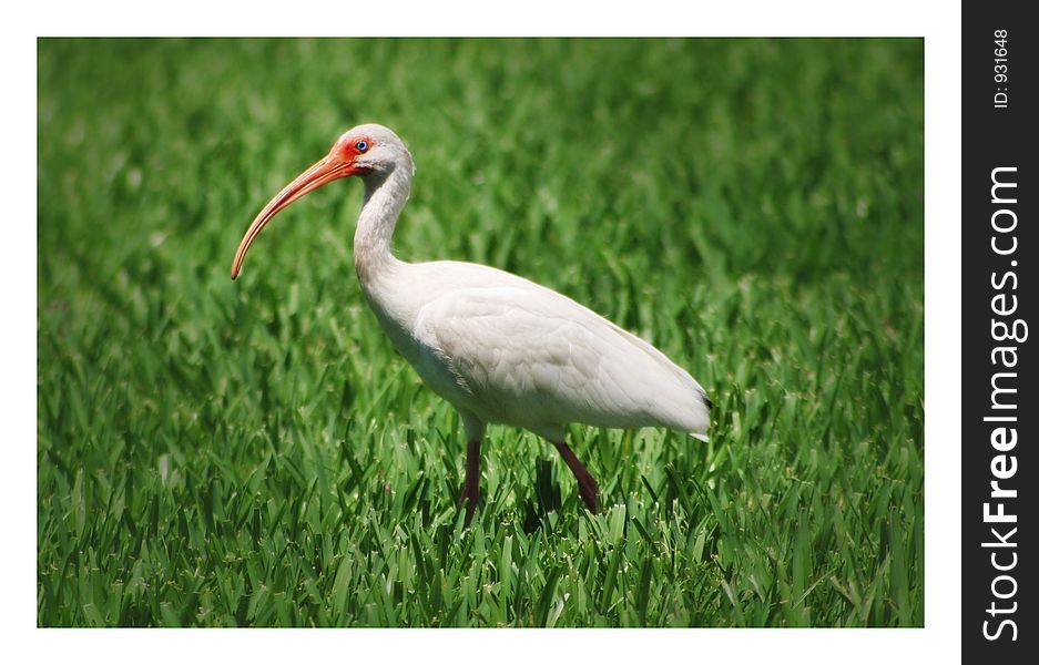 The Big and White Stork. The Big and White Stork