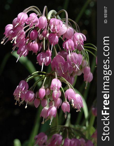 A close up of delicate nodding umbels of tiny bell-shaped pink blossoms in loose clusters borne in the sunshine with a dark blurred background, blooming in late spring. Botanical Name: Allium cernuum. Common Name: Nodding Onion, Lady's Leek.