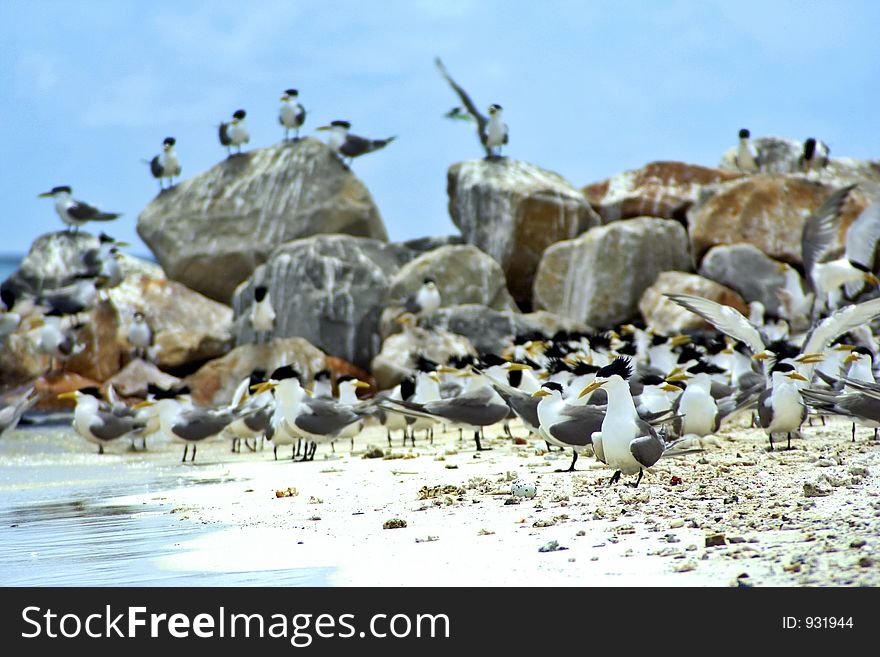 Tropical beach full of seabirds. Tropical beach full of seabirds