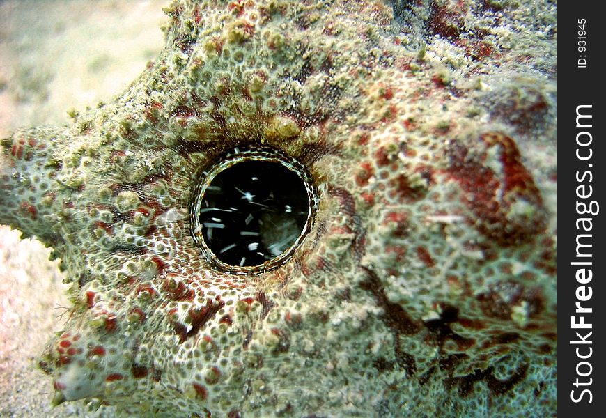 A detail shot of the opening of a sea cucumber. A detail shot of the opening of a sea cucumber