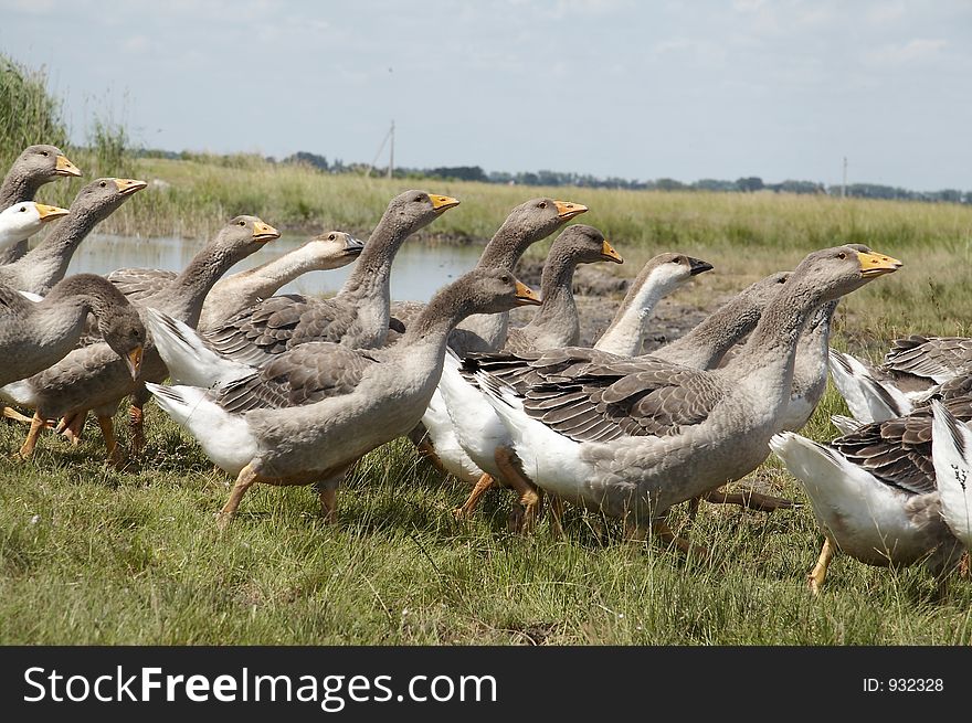 Ganders on the grassland. Ganders on the grassland