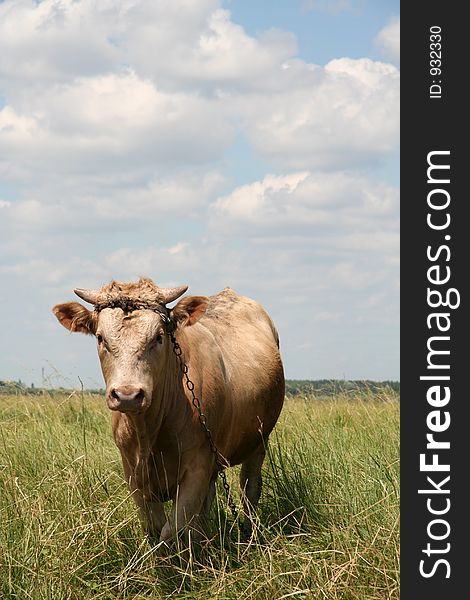 Young bull about grassland. Young bull about grassland