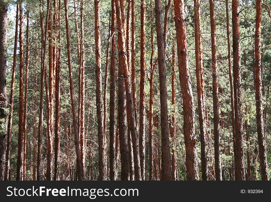 Wood pines