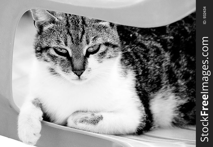 Cat in black and white sitting on chair