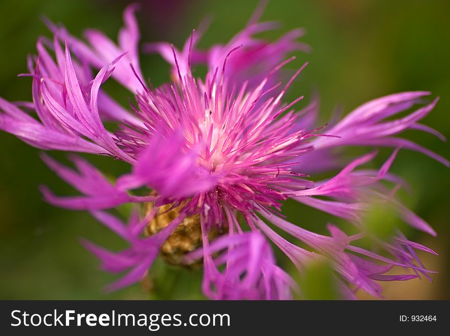 Pink swirly flower