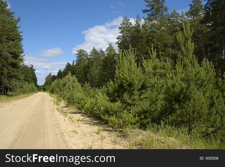 Sandy road in pine forest