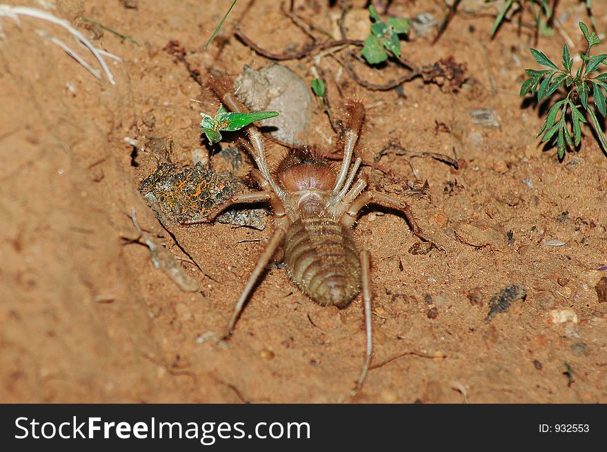 Red Roman spider in the dirt