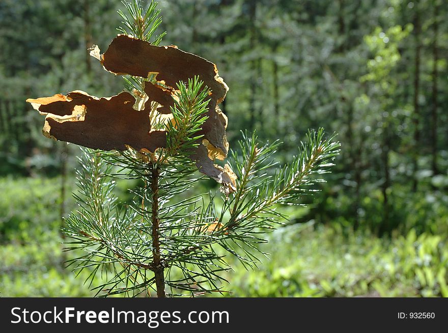 Pine rind in sunlight