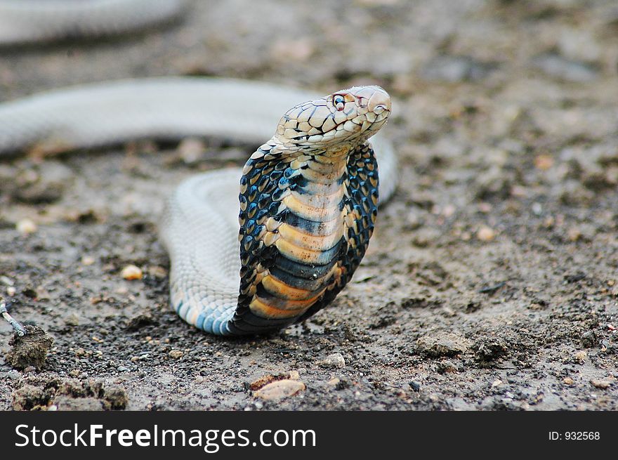 Threatening Mozambiqan Spitting Cobra. Shallow D.O.F.