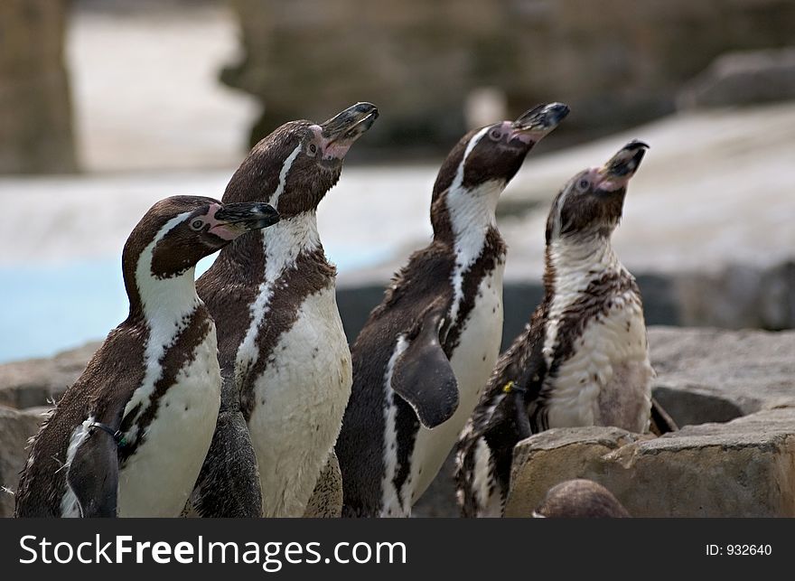 Penguins waiting for their tea. Penguins waiting for their tea