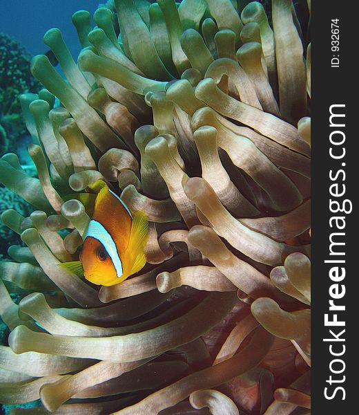 Vibrant soft corals and Clown fish darting amongst the stinging tenticles of the Sea Anomone