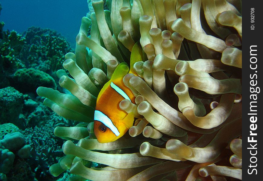 Vibrant soft corals and Clown fish darting amongst the stinging tenticles of the Sea Anomone