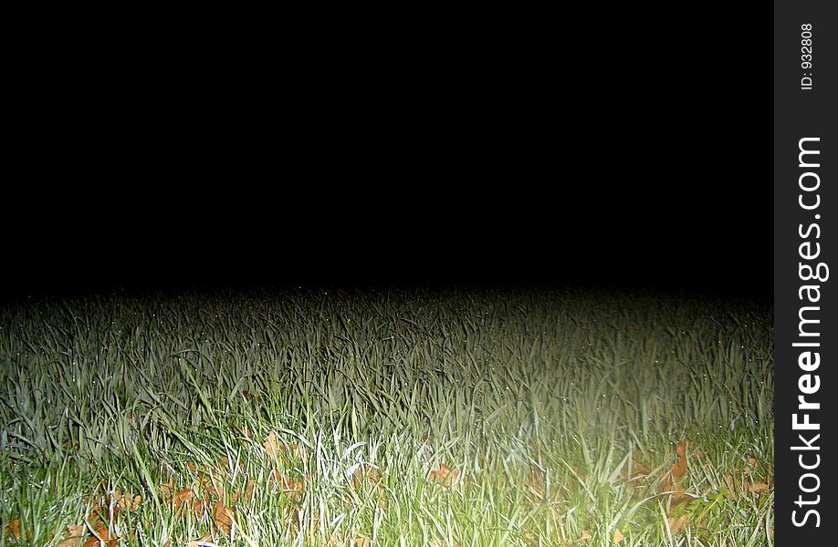 Grass with waterdrops on it in the night, illuminated by a cars light. Grass with waterdrops on it in the night, illuminated by a cars light