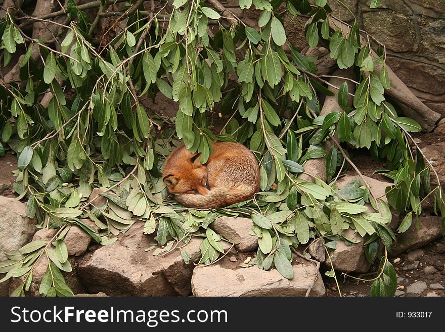 A red fox sleeping amongst the bushes. A red fox sleeping amongst the bushes.