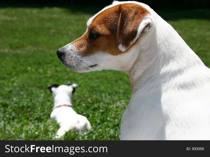 Two Jack Russell Terriors Mom and Puppy