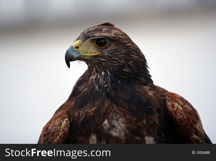 Eagle portrait