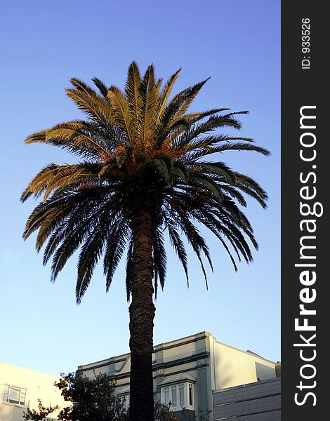 Urban Palm Tree In Morning Light With Clear Blue Sky, Sydney, Australia