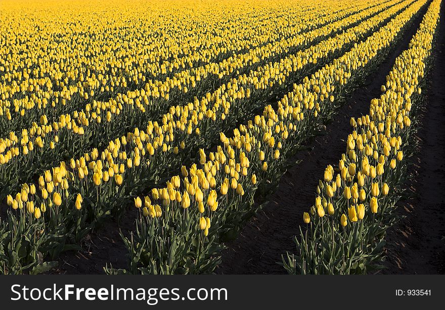 Dutch tulip fields. Dutch tulip fields