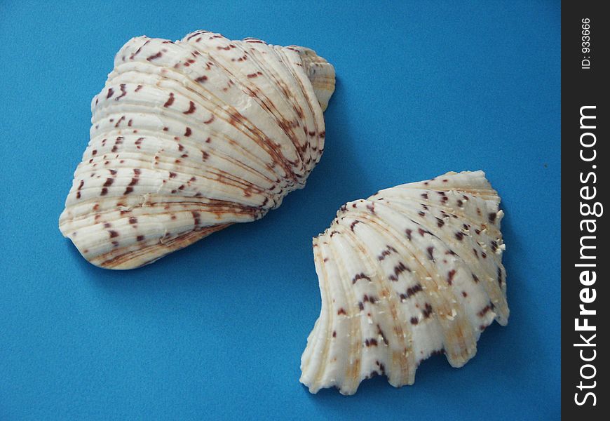 Two sea shells
