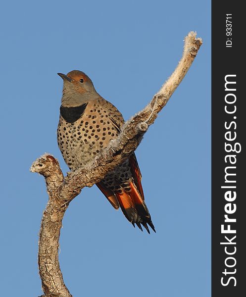 Northern flicker at Tule Lake National Wildlife Refuge. Northern flicker at Tule Lake National Wildlife Refuge