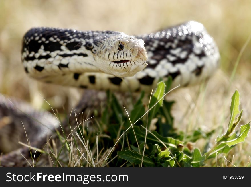 A Bull Snake lifting its body in a defensive posture, ready to strike (shallow focus, focus point on eye and head). A Bull Snake lifting its body in a defensive posture, ready to strike (shallow focus, focus point on eye and head)