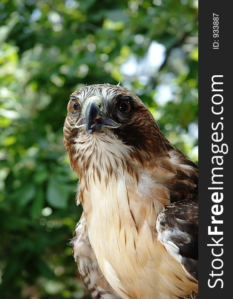 Swainson's Hawk. Swainson's Hawk