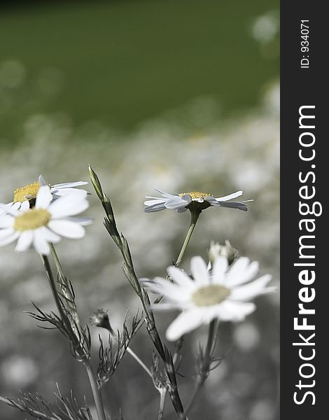 Field Of Daisies