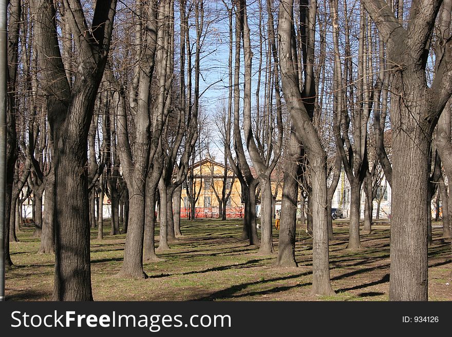 Tree lined path towards colourful home. Tree lined path towards colourful home