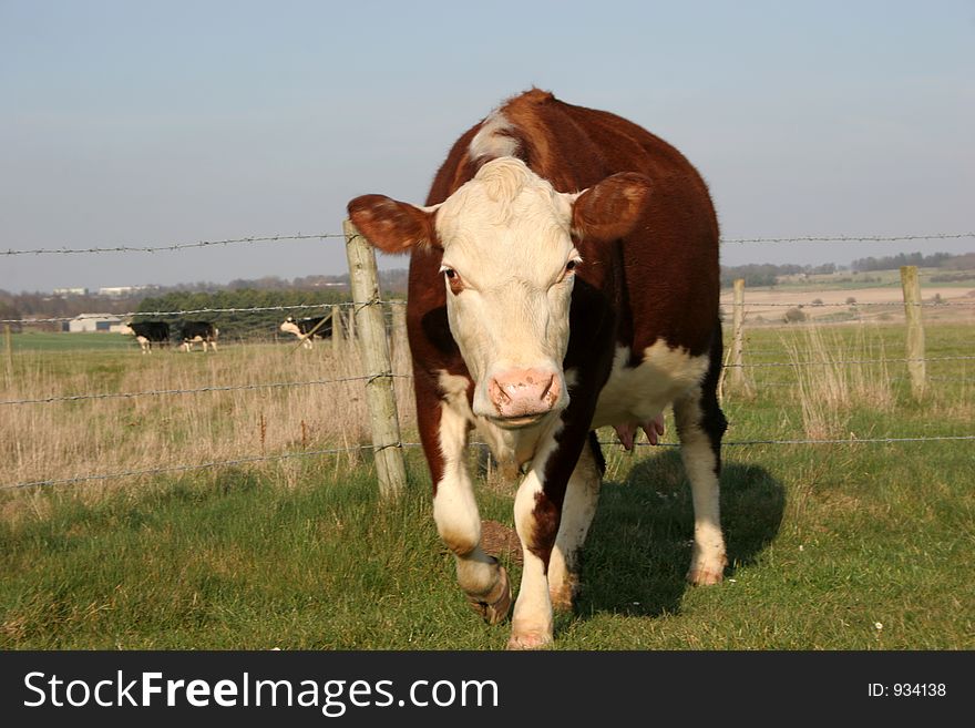 Brown cow in field heading towards the camera