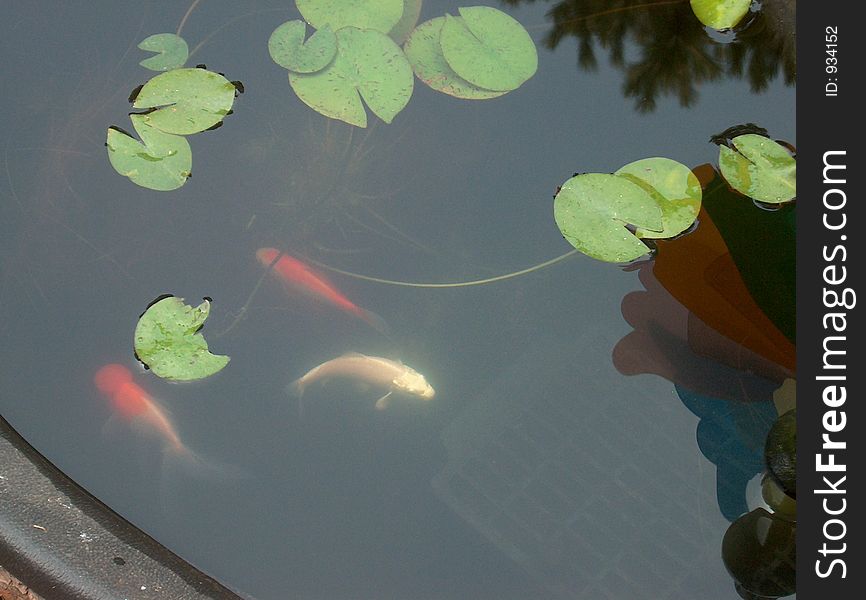 White Koi, Red Oranda, and a Comet with young lily pads. White Koi, Red Oranda, and a Comet with young lily pads.
