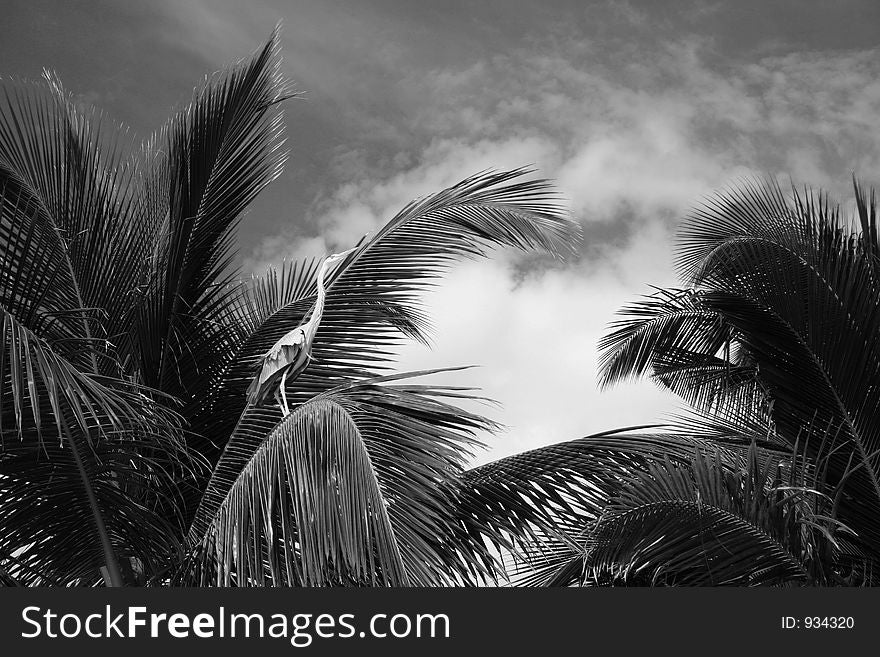 Taken on Filitheo Island in the Maldives, this photograph shows a heron sitting alert amongst the swinging palms of a palm tree, with a dark, cloudy sky behind it. Taken on Filitheo Island in the Maldives, this photograph shows a heron sitting alert amongst the swinging palms of a palm tree, with a dark, cloudy sky behind it.