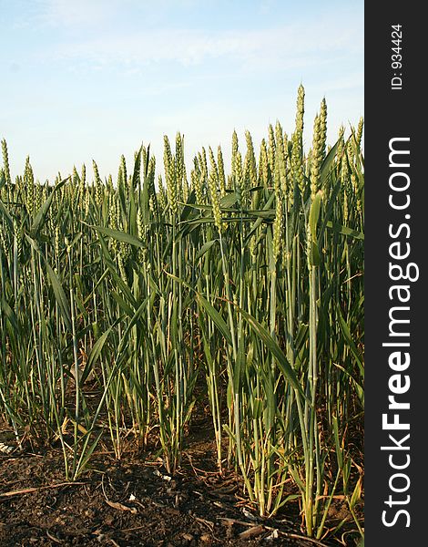 Corn grows from the brown soil and stretches up to the blue sky in search of sunlight. Corn grows from the brown soil and stretches up to the blue sky in search of sunlight