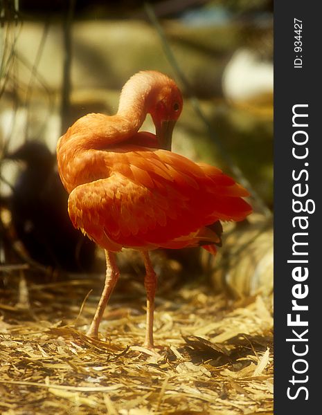 A flamingo cleaning itself in Whipsnade zoo